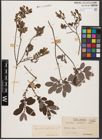 Foto von Salix aurita L. x Salix myrtilloides L.
